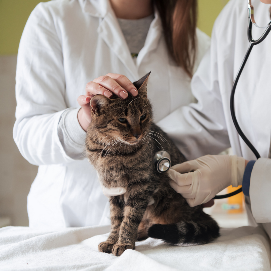 First Aid Tips for Our Furry Friends
