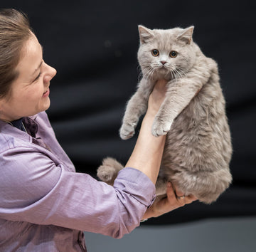 Fawn renkli British Shorthair kedisi — foto: Heikki Siltala / catza.net, CC BY 3.0