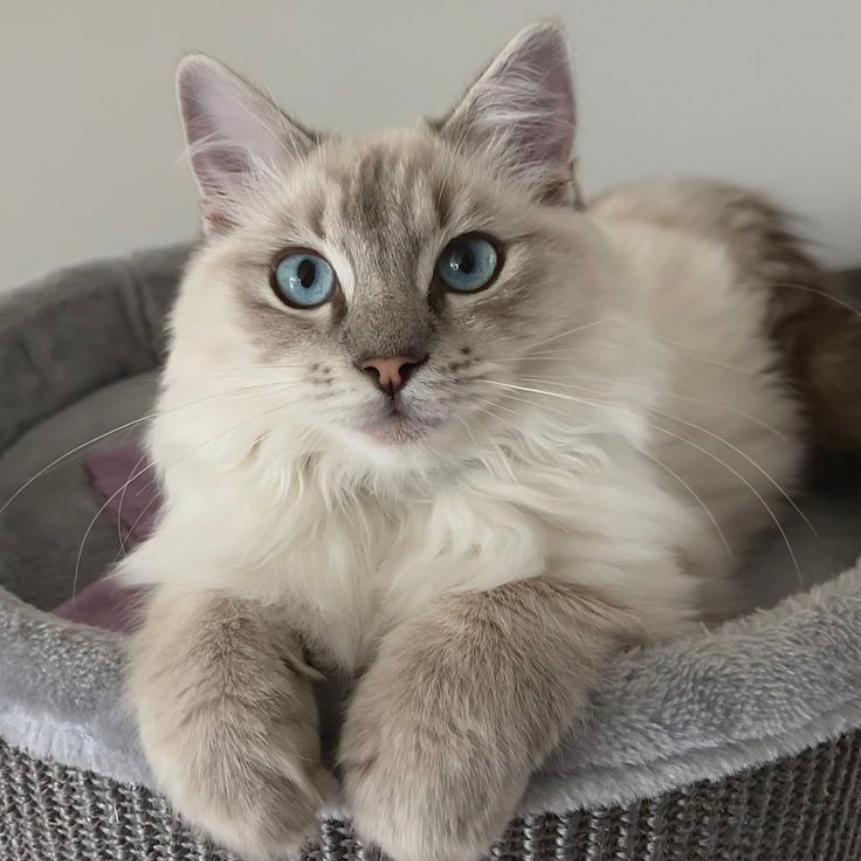 7 Longest-Living Cat Breeds and Factors Determining a Cat's Lifespan