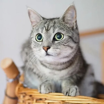 Brazilian Shorthair: Özellikleri, Karakteri, Bakımı ve Sağlığı