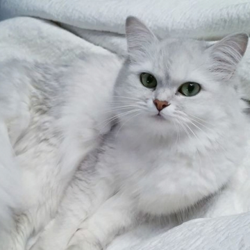 Burmilla Longhair: Özellikleri, Karakteri, Bakımı ve Sağlığı