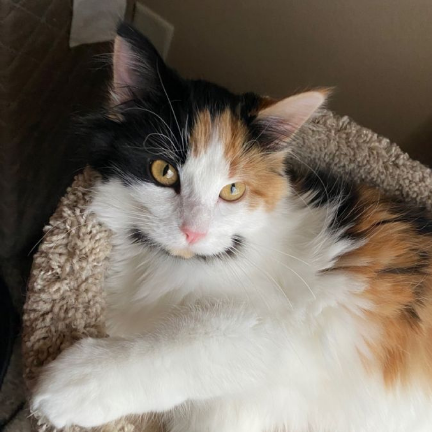 Kediler Neden Mırlar? Kedi Mırlaması Ne Anlama Gelir?