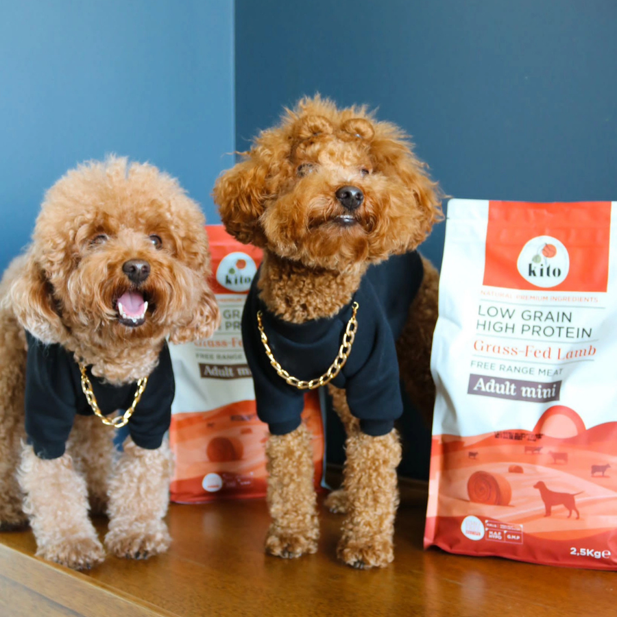Poodle Köpekler İçin En İyi Mama Nasıl Seçilir? Poodle Beslenme Rehberi