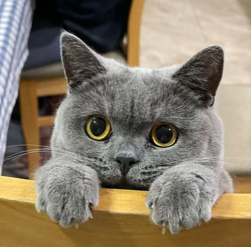 Uzun yaşayan British Shorthair kedisi