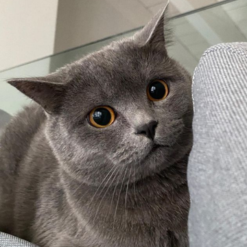 Chartreux: Özellikleri, Karakteri, Bakımı ve Sağlığı