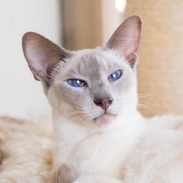 Colorpoint Shorthair: Özellikleri, Karakteri, Bakımı ve Sağlığı