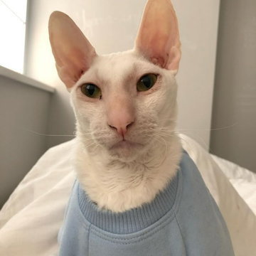 Cornish Rex: Özellikleri, Karakteri, Bakımı ve Sağlığı