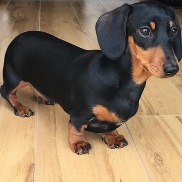Obeziteye En Yatkın Köpek Irkları: Risk Altındaki Irklar ve Doğru Kilo Yönetimi