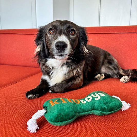 Evde Köpek Besleyenlerin Bilmesi Gereken 10 İpucu