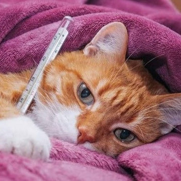 Kedilerde Yüksek Ateş Belirtileri ve Bakım Rehberi: Patili Dostunuzu Nasıl Korursunuz?