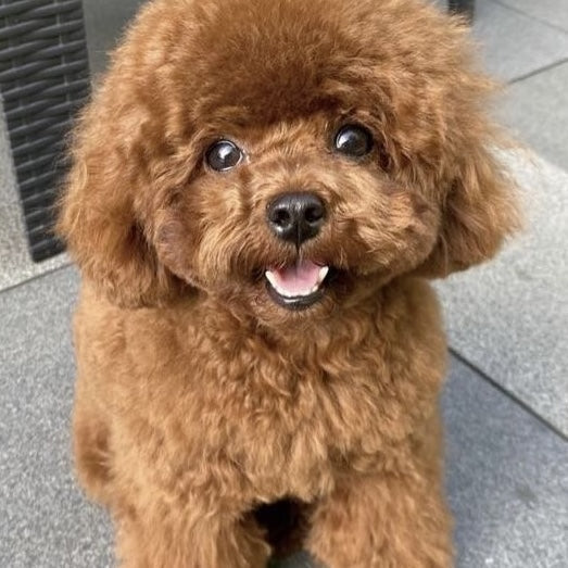 Köpeklerde Göz Akıntısı Rehberi: Nedenleri, Çözümleri ve Beslenmenin Rolü