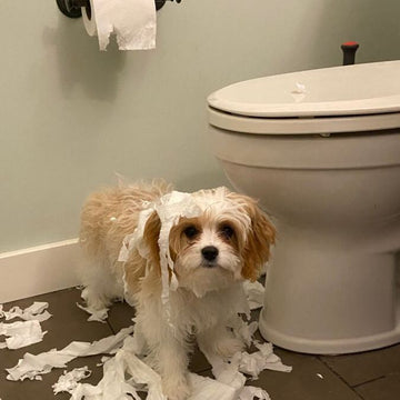 Köpeklere Tuvalet Eğitimi Nasıl Verilir? Doğru Alışkanlıklar İçin Bilmeniz Gerekenler