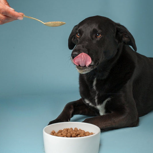 Köpekler İçin Vitamin ve Ek Besinler: Ne Zaman Gerekli, Nasıl Kullanılmalı?