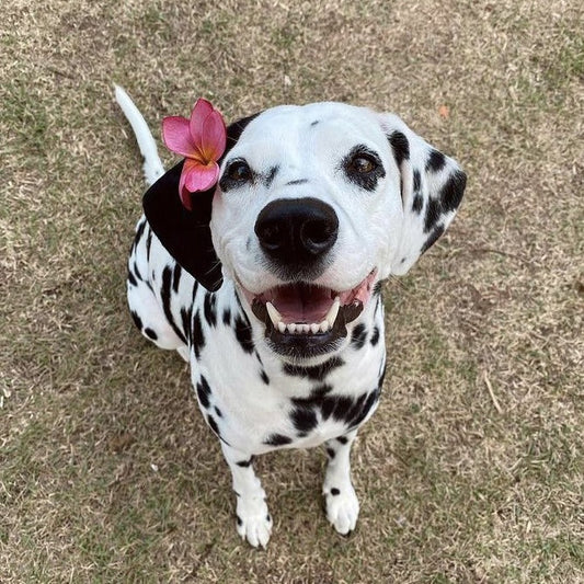 Dalmaçyalı (Dalmatian) Köpeği Özellikleri, Bakımı ve Beslenmesi: Bilmeniz Gereken Her Şey