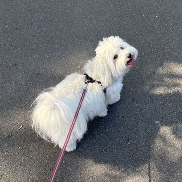 Köpekle Gezintilerde Dışkı Toplama, Sorumlu Sahiplik İçin Bilmeniz Gerekenler