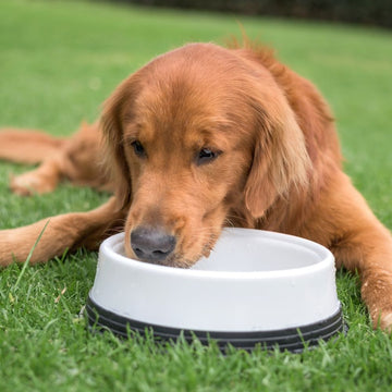 Köpeğinizin Su İçmesini Nasıl Sağlarsınız?