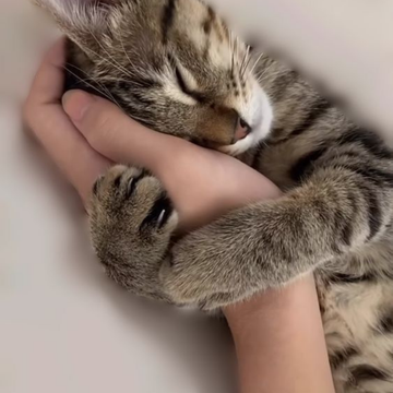 Evde Bakımı En Kolay 10 Kedi Cinsi: Hem Sizin Hem Patili Dostunuzun İç Huzuru İçin Rehber