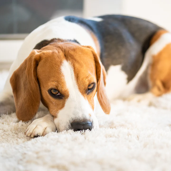 Constipation in Dogs and Its Treatment