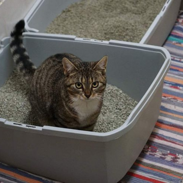 Kedi Kumu Nasıl Temizlenir? Doğru Temizlik Yöntemleri ve İdeal Temizleme Sıklığı