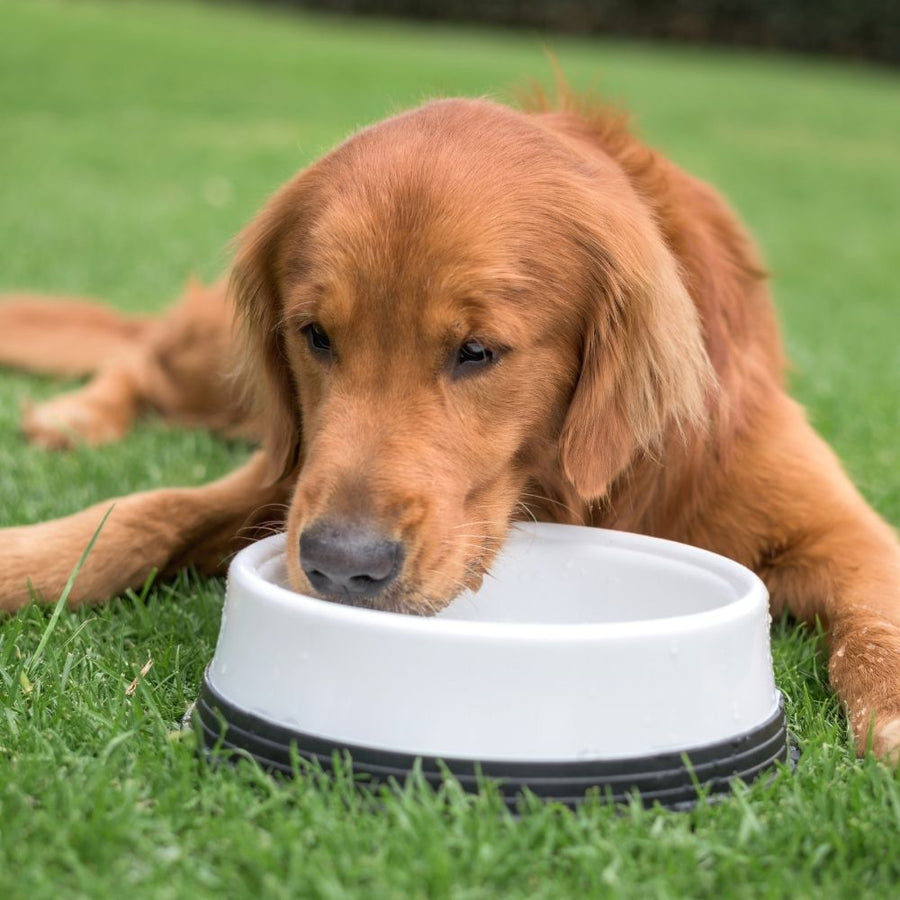How to Ensure Your Dog Drinks Enough Water?