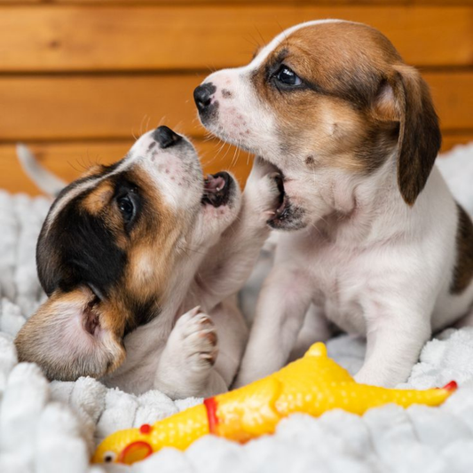 Yavru Köpeklerde Isırma Sorunu ve Çözümü