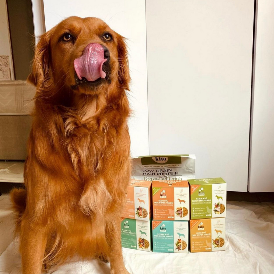 Harmful and Irritating Substances, and Hypoallergenic Alternatives for Our Pets