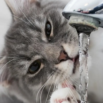 Kedi Su Pınarı Ne İşe Yarar? Kedinizin Su Tüketimini Artırmanın Pratik Yolu