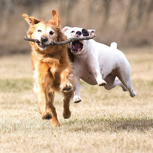 Köpeğinizle Oynayabileceğiniz En Eğlenceli Oyunlar: Zihinsel ve Fiziksel Gelişim İçin Rehber