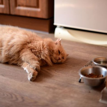 Kedilerin Ateşi Nasıl Ölçülür? Evde Doğru Ölçüm