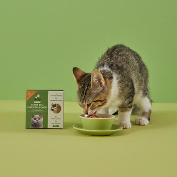 Kedilerde Sindirim Sorunları: Taze Mama ve Sağlıklı Yaşam İçin Adımlar