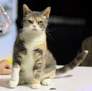 Kedi sergisinde American Wirehair — foto: Heikki Siltala / catza.net, CC BY 3.0