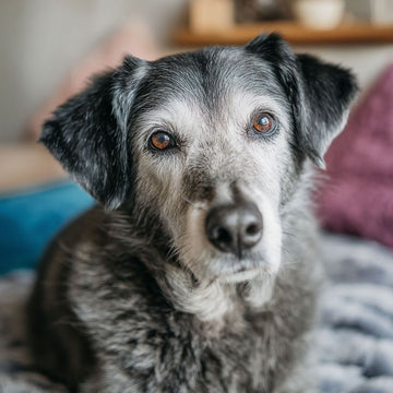 Köpeklerde Kanser Belirtileri Nelerdir? Erken Fark Edilmesi Gereken İşaretler