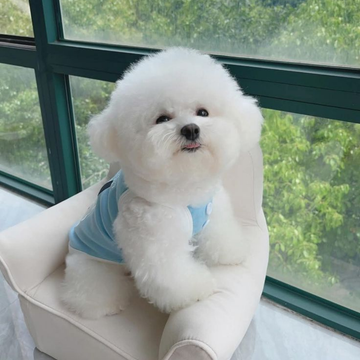 Pamuk Şekeri Gibi Bir Dost: Bichon Frisé (Bişon Çuha) Özellikleri, Bakımı ve Beslenme Rehberi
