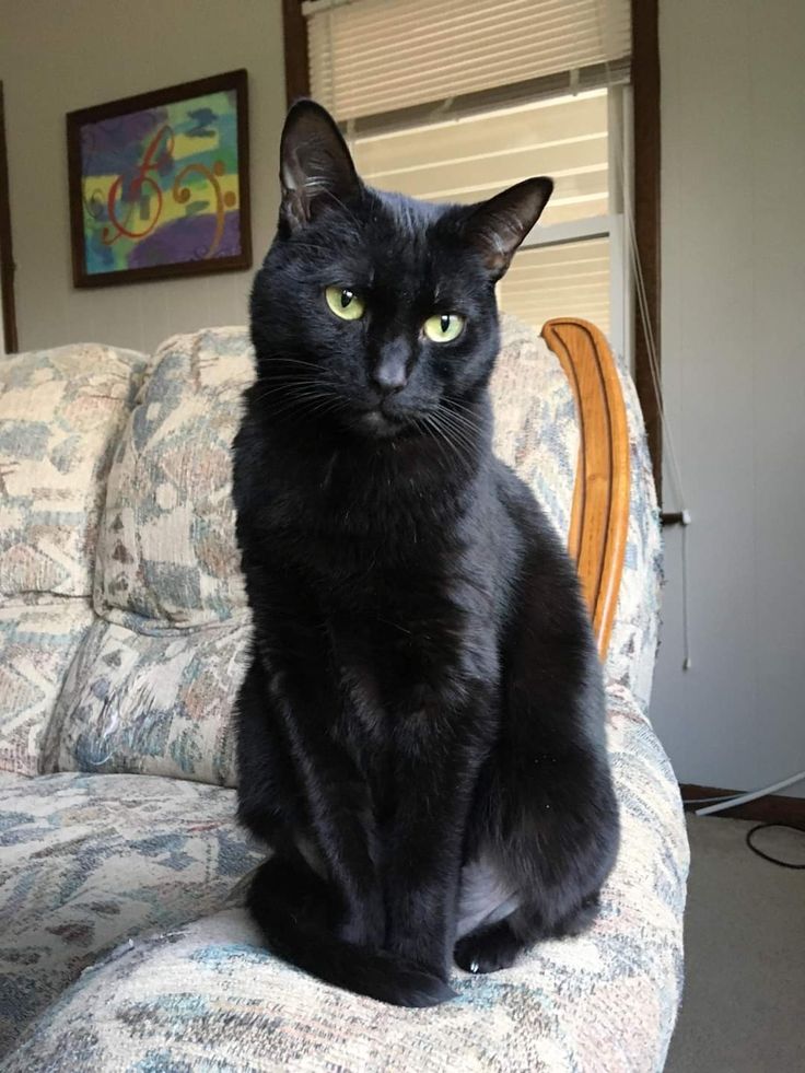En Uzun Yaşayan 7 Kedi Irkı ve Kedilerin Ömrünü Belirleyen Faktörler