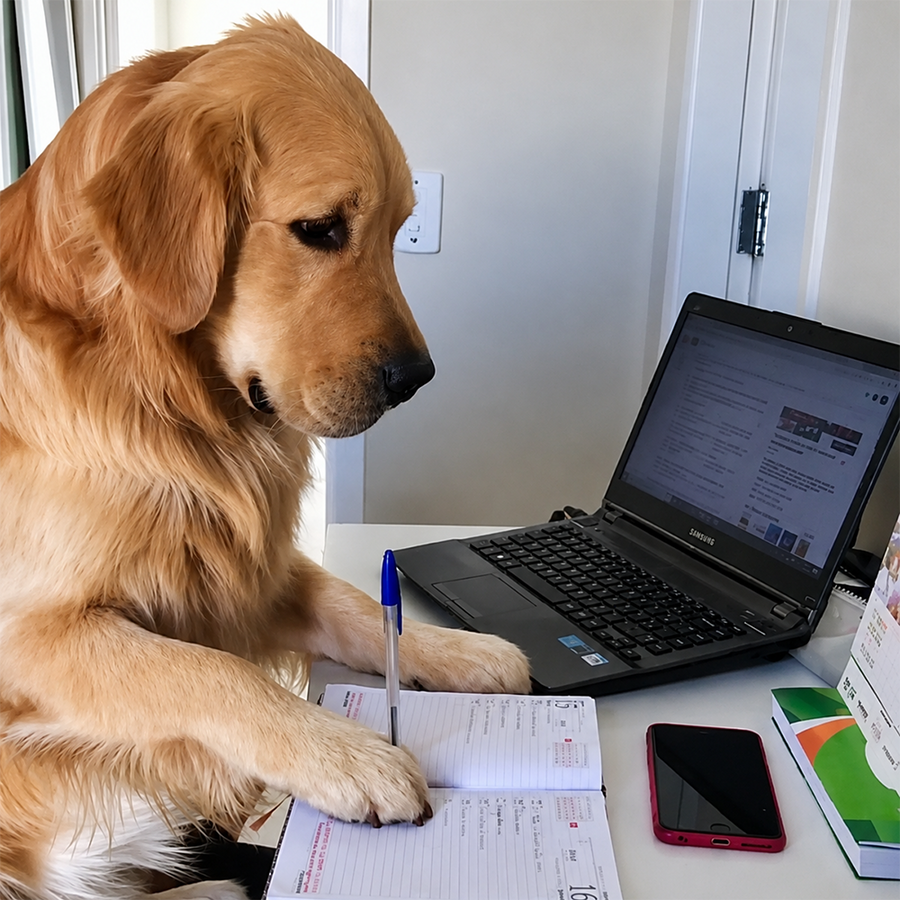 Köpeğiniz İçin Özel Beslenme Planı: Kito Beslenme Planı Aracı Nasıl Çalışır?