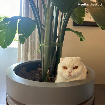 Kedileri Saksıdan Nasıl Uzak Tutabiliriz? Evde Bitkilerinizi Korumanın Etkili Yollar