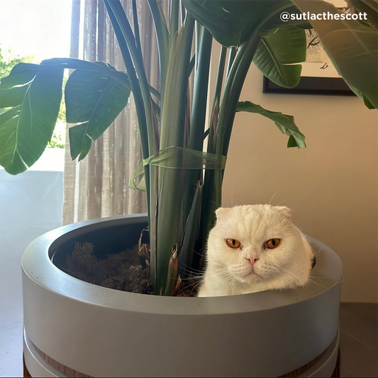 Kedileri Saksıdan Nasıl Uzak Tutabiliriz? Evde Bitkilerinizi Korumanın Etkili Yollar