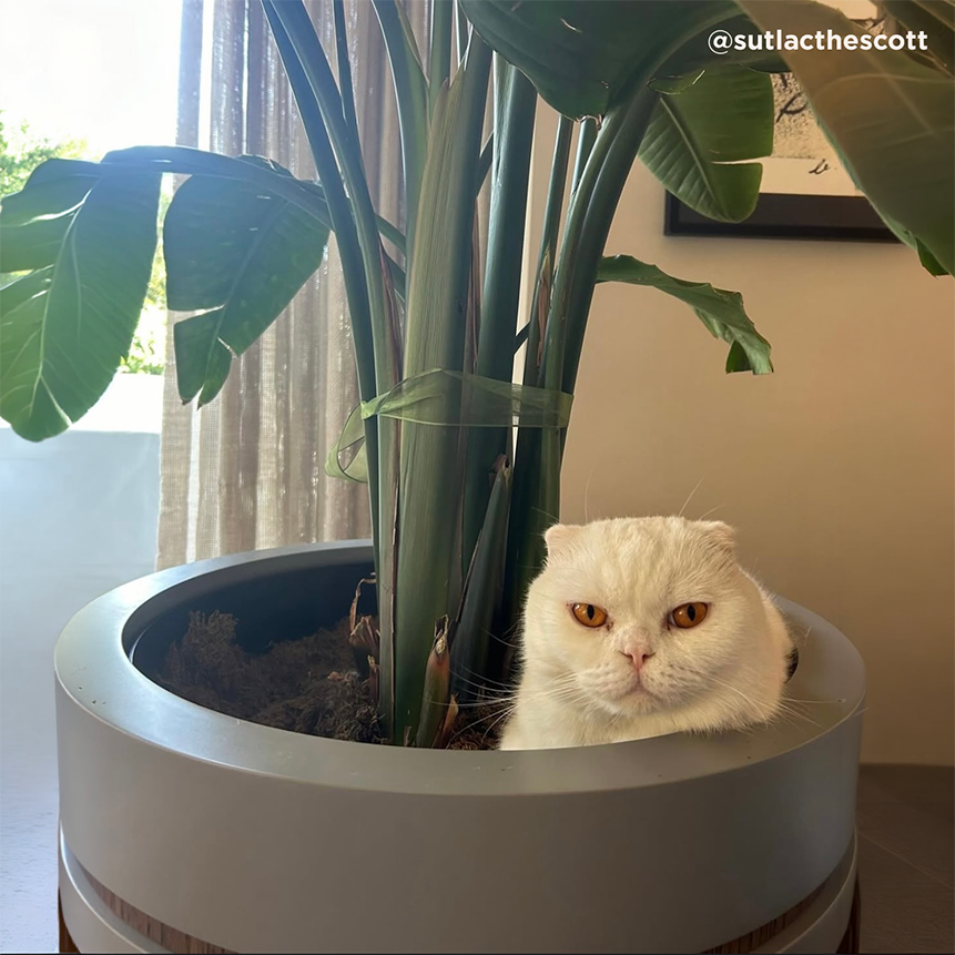How Can We Keep Cats Away From Plant Pots? Effective Ways to Protect Your Plants at Home