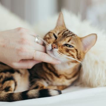 Kedi Sahiplenmeden Önce Göz Önünde Bulundurulması Gerekenler Nelerdir?