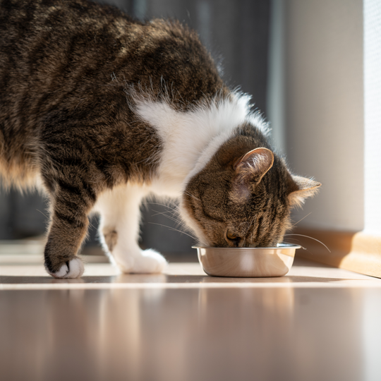 Kediler İçin Beslenme ve Diyet