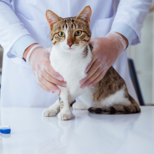 Kedilerde Görülen Sağlık Sorunları ve Korunma Yolları