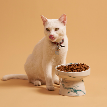 Kediler Tabaklarında Neden Mama Bırakır? Sebepleri ve Çözüm Yolları