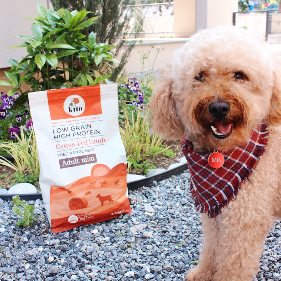 Which Food Should I Choose for My Dog?