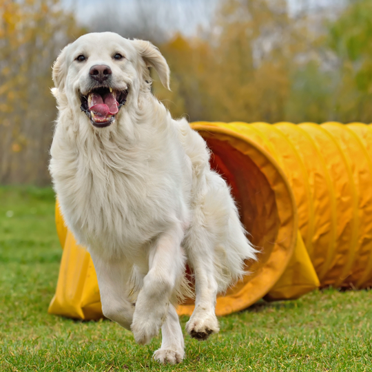 Köpeğiniz İçin Güvenli ve Etkili Egzersiz Yöntemleri