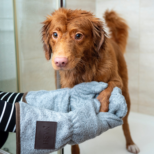Köpek Bakımı Nasıl Yapılır?