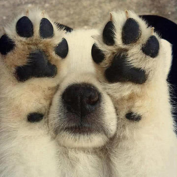 Köpekler Neden Patilerini Yalar? Pati Yalamanın Başlıca Nedenleri