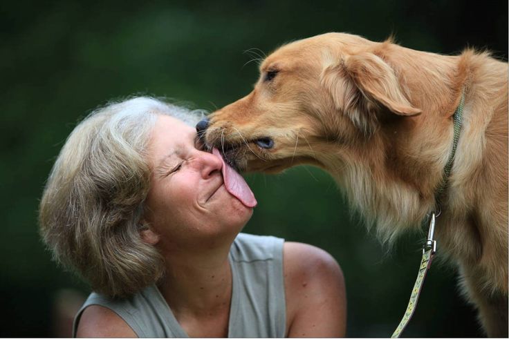 Köpekler Neden Sahiplerini Yalar? Davranışın Ardındaki 7 Neden