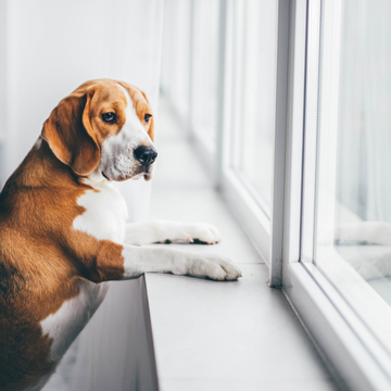 Köpeklerde Evde Kalma Sendromu