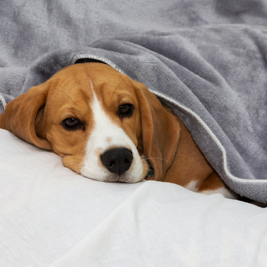 Köpeklerde İshal ve Tedavisi