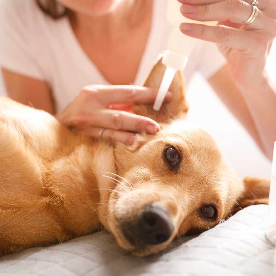 Köpeklerin Yaşadığı İşitme Kaybı ve Rehabilitasyonu